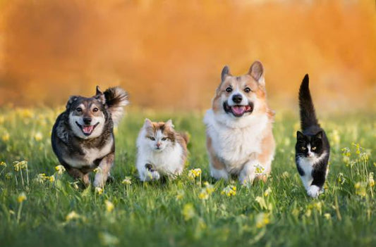All-Natural Pet Care: Safe, Gentle, and Effective